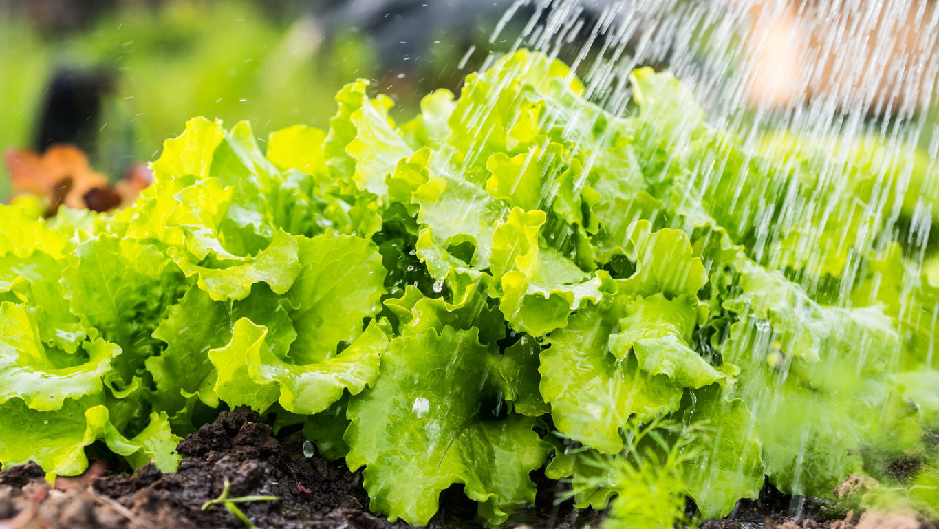 watering-weeding-and-fertilizing-your-lettuce-plants-food-gardening