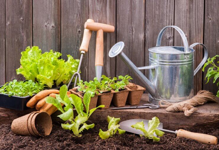 Lettuce seedlings and essential lettuce gardening tools