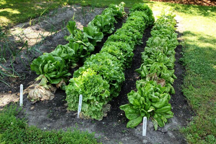 Lettuce varieties growing in a garden