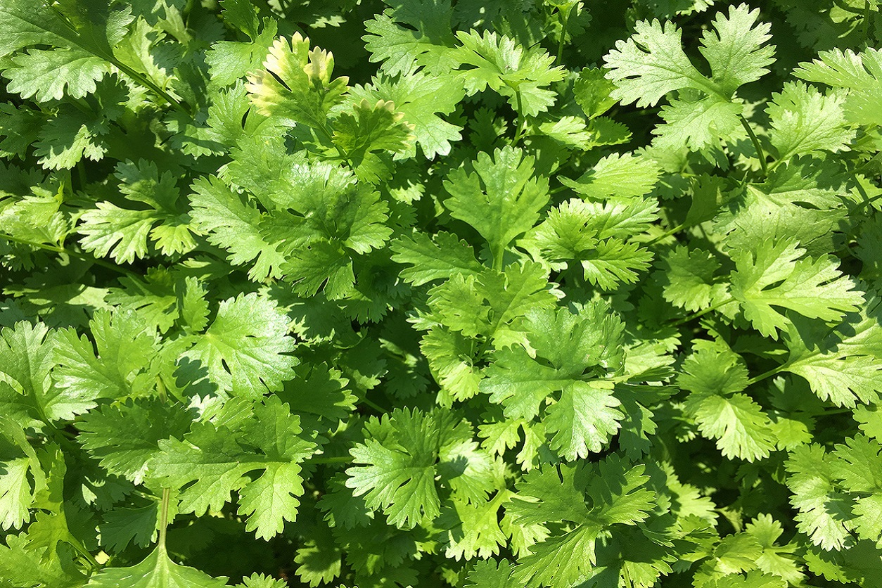 Long Standing Cilantro Food Gardening Network