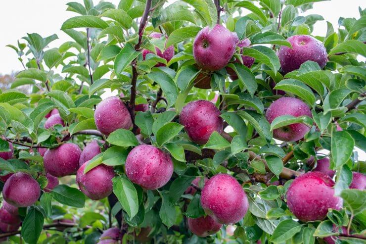 Macoun Apple Tree