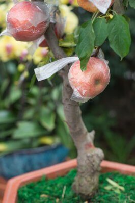 Growing Apple Trees in Containers