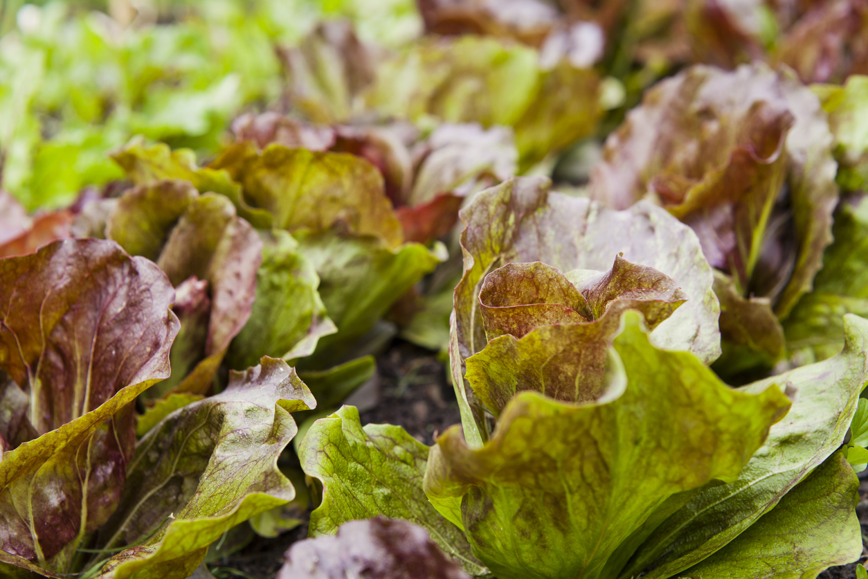 Red Iceberg Lettuce (Crisphead/Iceberg) Food Gardening Network