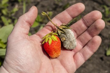 How to Treat Anthracnose Fungus in Strawberries
