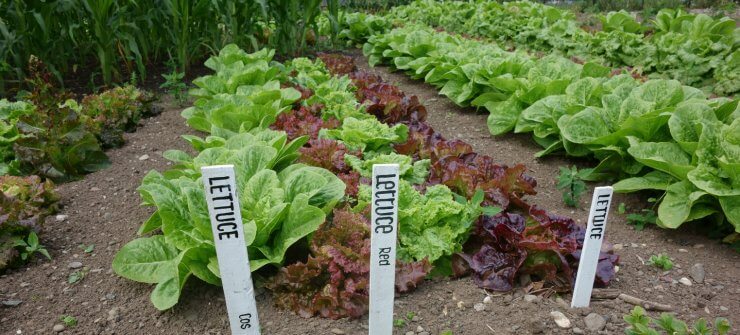 Rows of different varieties of lettuce planted in the ground