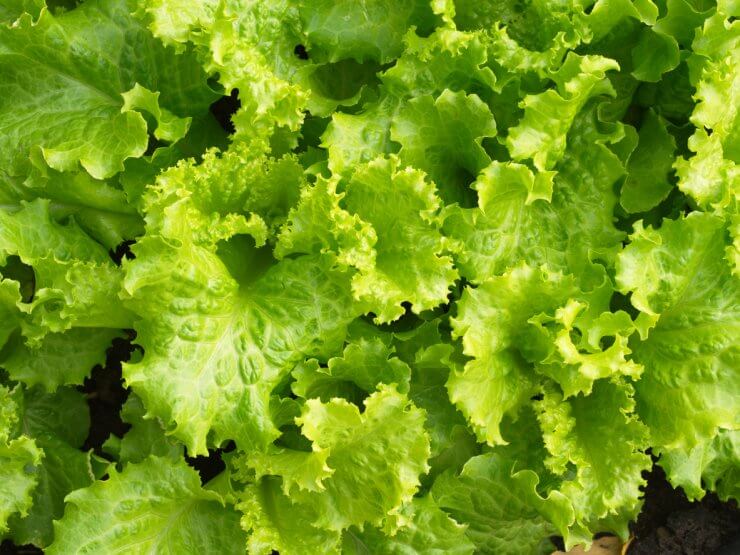 Slobolt lettuce