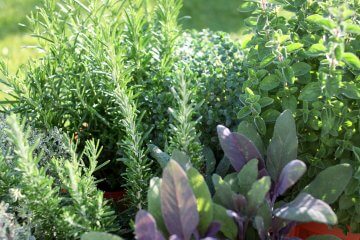 9 Heat-Tolerant Herbs That Grow Well in Hot Climates