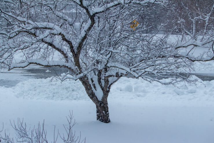 Snow-covered apple tree