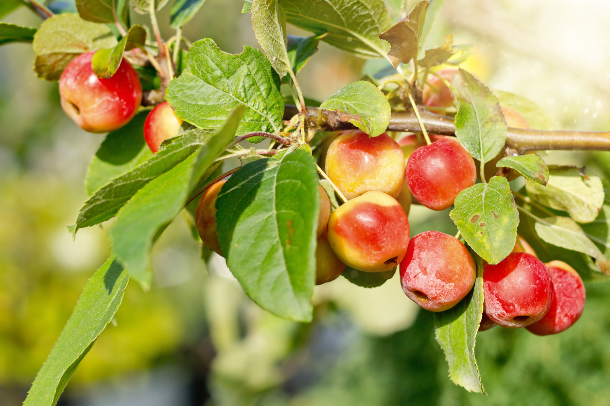 Whitney Crabapple Tree - Food Gardening Network