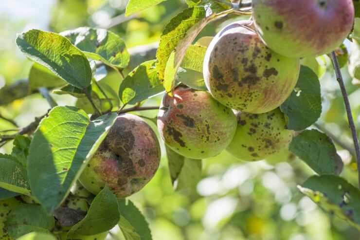 Fruits Infected by the Apple scab Venturia inaequalis