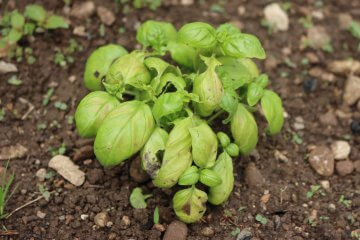 What to Do About Basil Leaves Turning Yellow