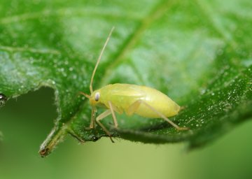 hydroponic pests