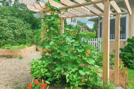 How to Train Squash to Grow Vertically