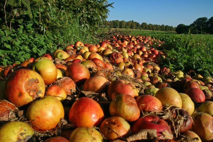 windfall apples