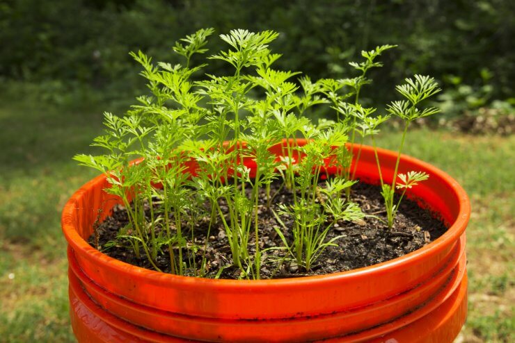 Carrot seedlings growing in a container