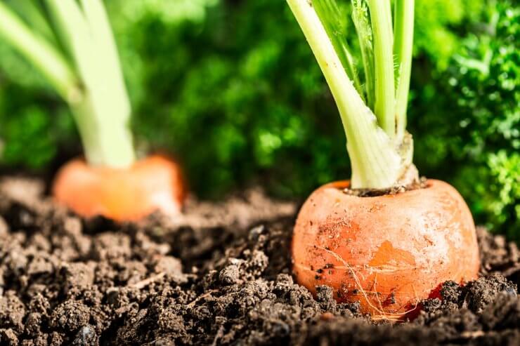 Carrots growing in the ground