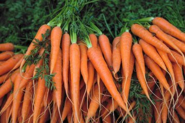 Danvers 126 carrots