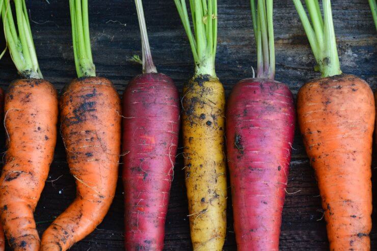 Fresh Carrots