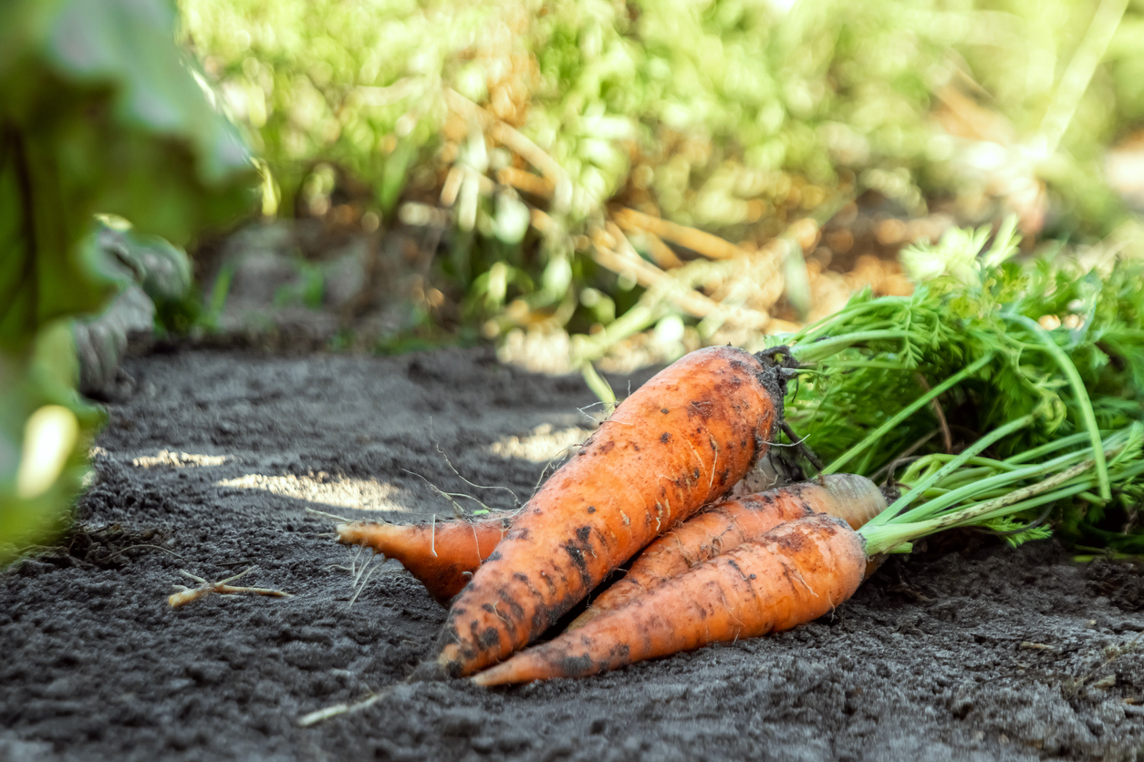 Vegetables for Hot Dry Climates A Zone 9+ Planting Guide Food