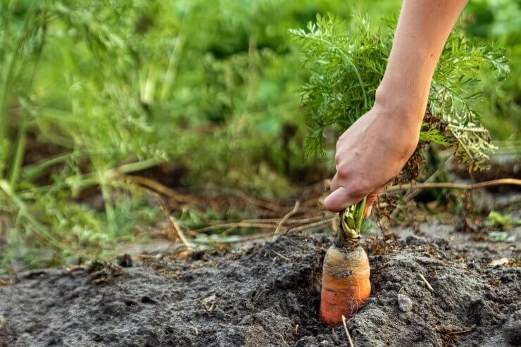 Gardener harvesting carrots from the ground