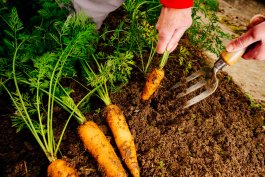 Essential Tools and Equipment for Growing and Enjoying Carrots