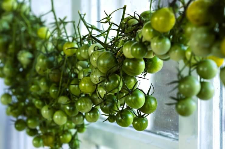 hanging green tomatoes