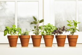 How to Prevent Moldy Soil in Container Gardens