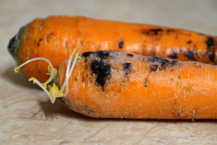 Moldy carrots