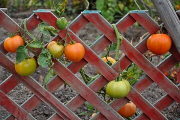 How to Build a Vertical Tomato Trellis 5 Ways