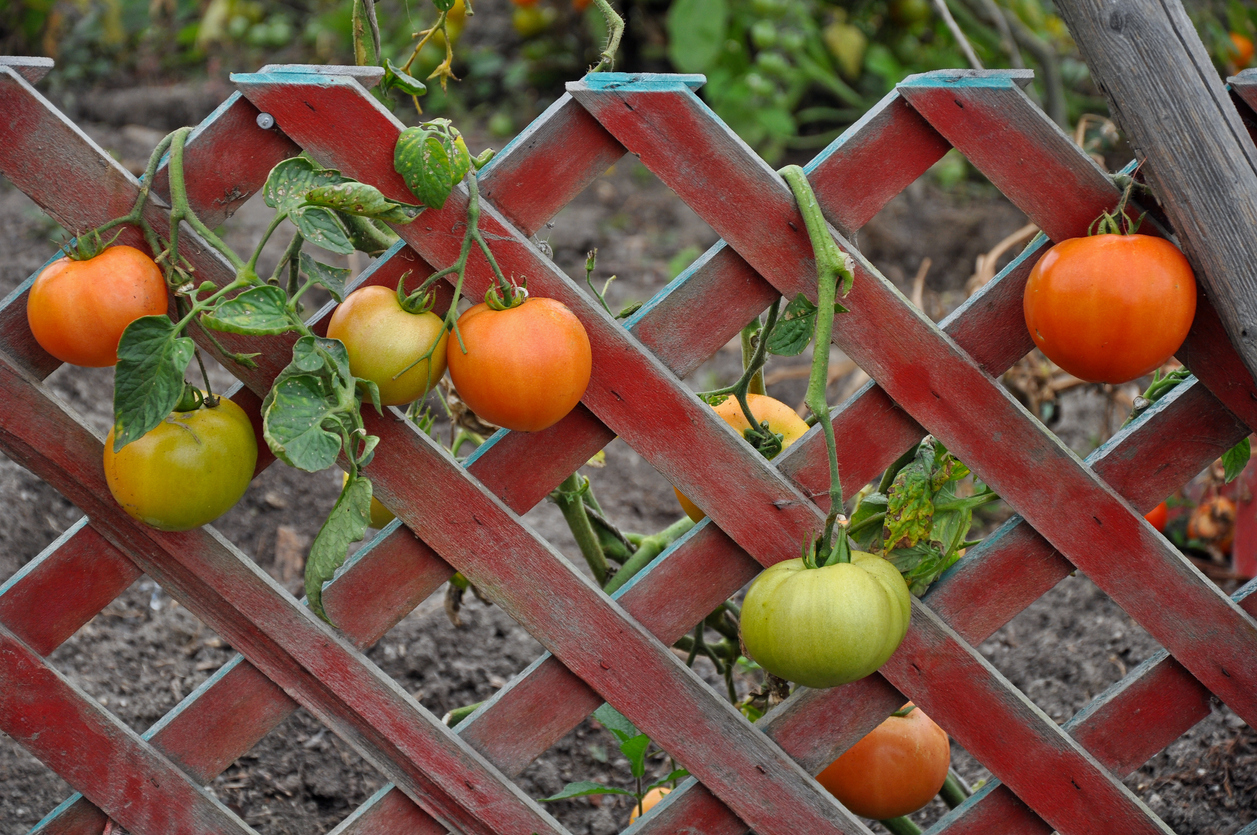 How to Build a Vertical Tomato Trellis 5 Ways - Food Gardening Network