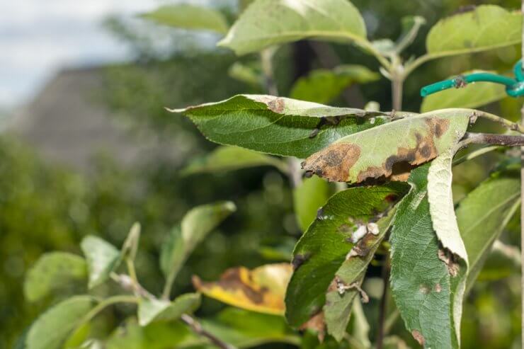 How to Handle Cedar-Apple Rust and Save Your Harvest