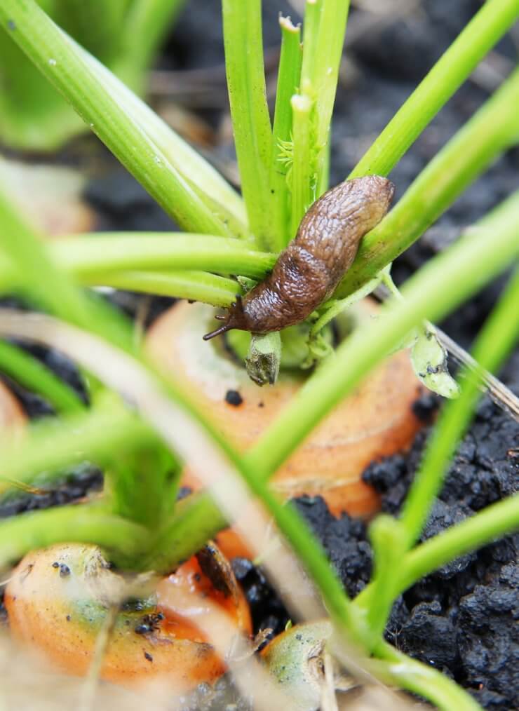 Slug eating carrots in the garden