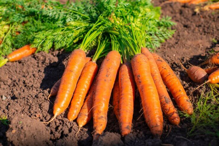 Touchon carrots