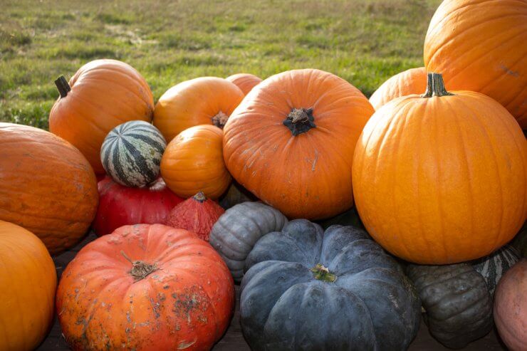 Variety of pumpkins