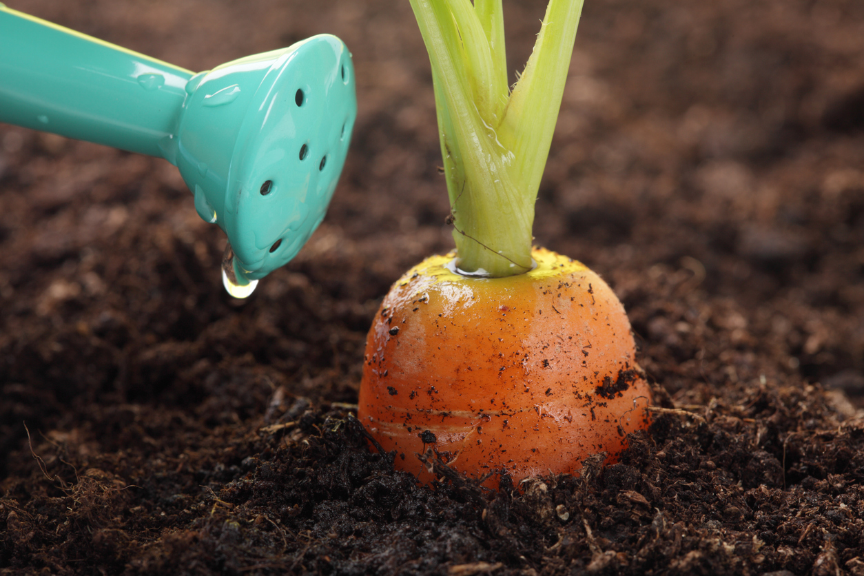 Why Are My Carrots Bitter? - Food Gardening Network