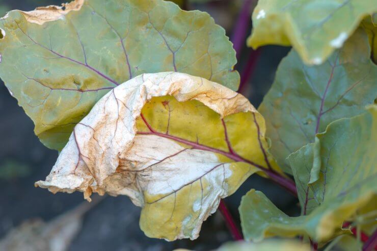 A spotted, yellowed beet leaf affected by disease