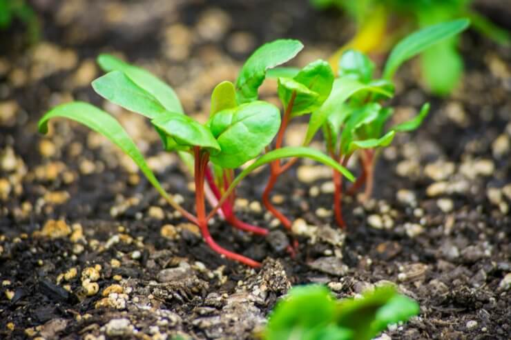 Beet sprouts growing in the garden