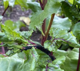 Dealing with Beet Pests
