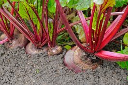 Planting Beets in the Ground or in Raised Beds
