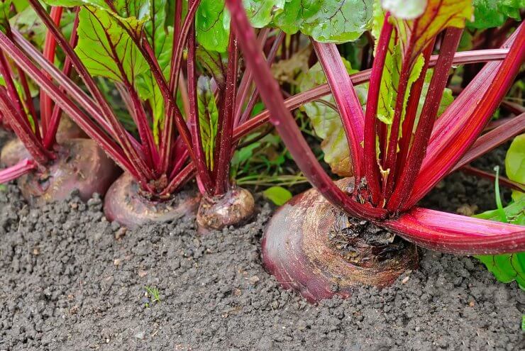 Beetroot growing in the ground