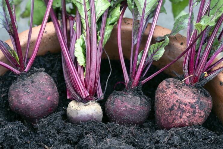 Beetroot picked from their planter