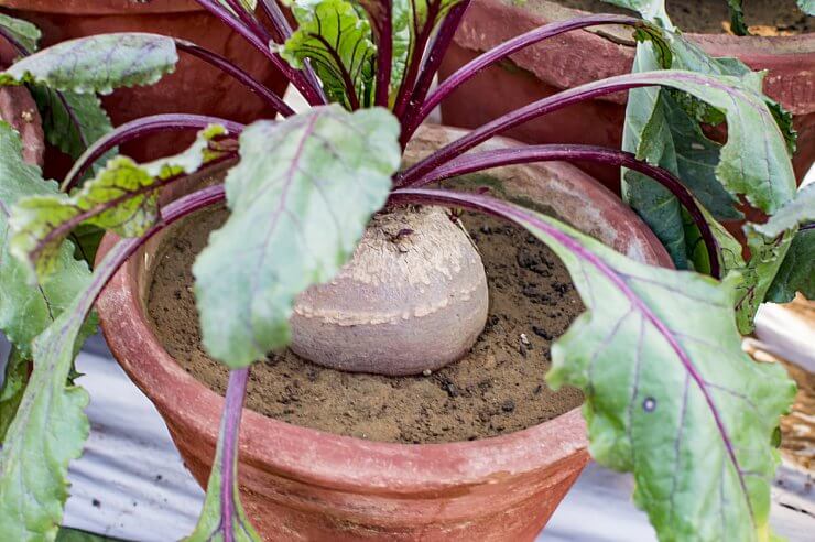 Beetroot plant growing in pot