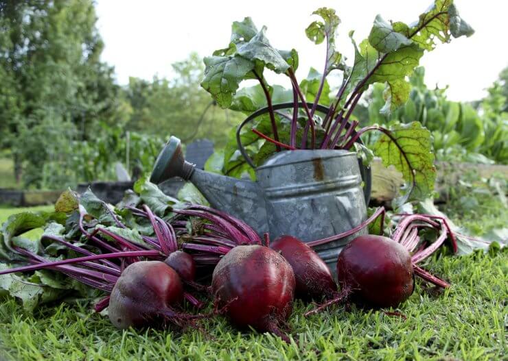 Freshly picked beets and watering can