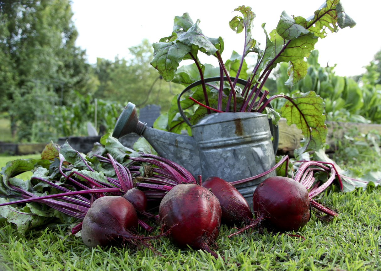 https://foodgardening.mequoda.com/wp-content/uploads/2021/10/Freshly-picked-beets-and-watering-can.jpg