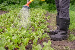 Watering, Weeding and Fertilizing your Beet Plants