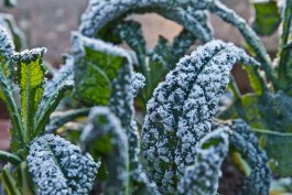 How to Garden in the Winter