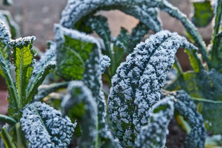 Green vegetable Kale leaves covered in winter frost