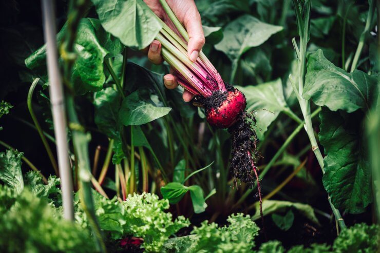 Harvesting beetroot from the garden