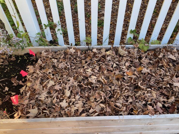 planting garlic in the fall