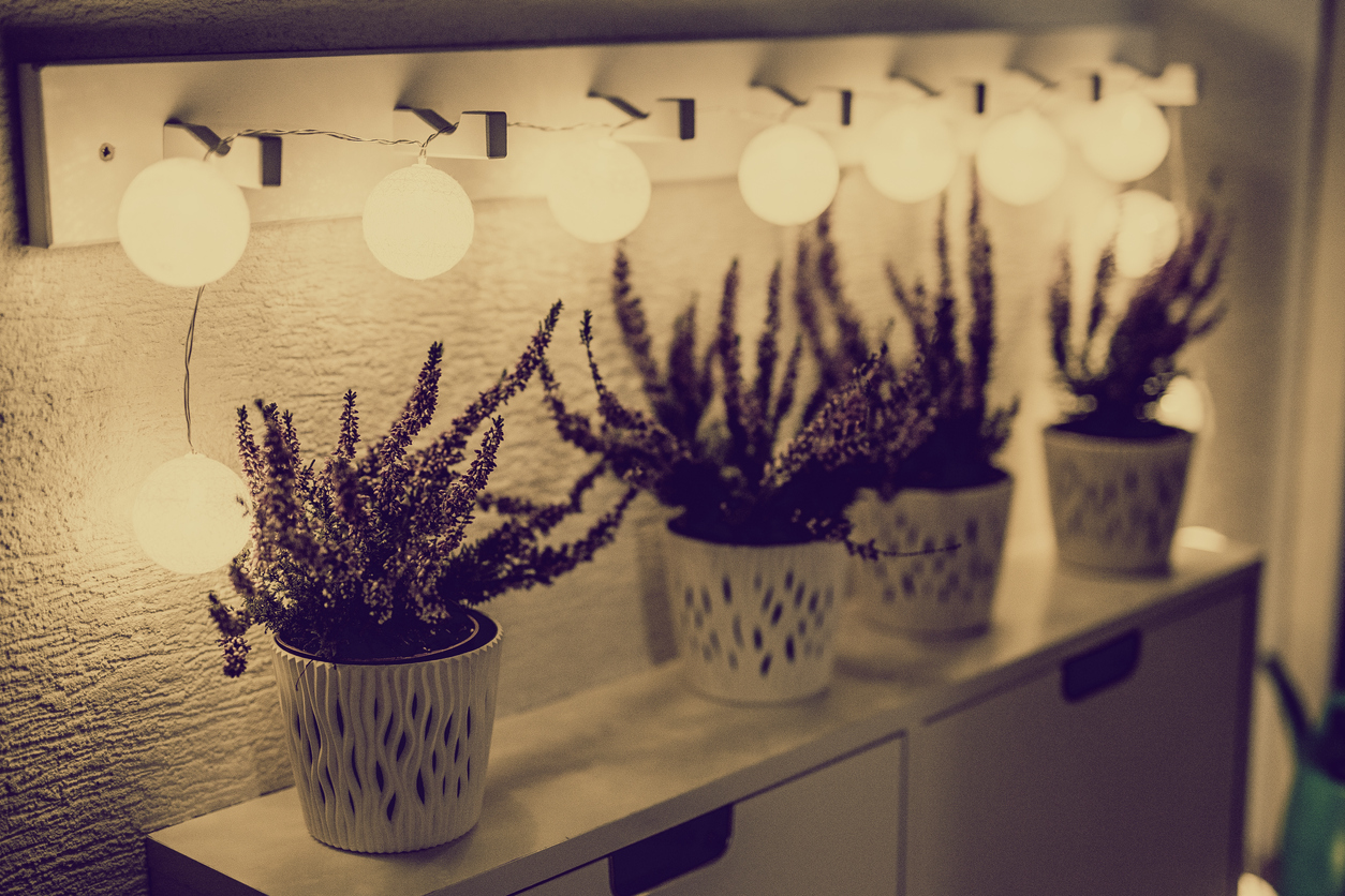 3 Ways to Grow Edible Flowers Indoors Food Gardening Network